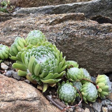 Sempervivum arachnoideum