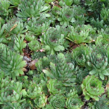 Sempervivum tectorum