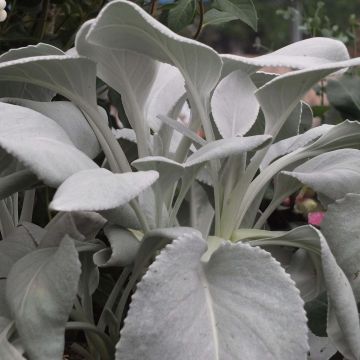 Senecio candidans Angel Wings