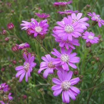 Senecio polyodon - Séneçon rose