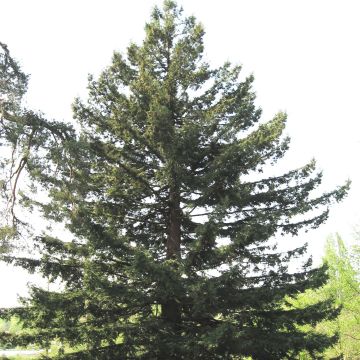 Sequoia sempervirens - Yew-leaved sequoia