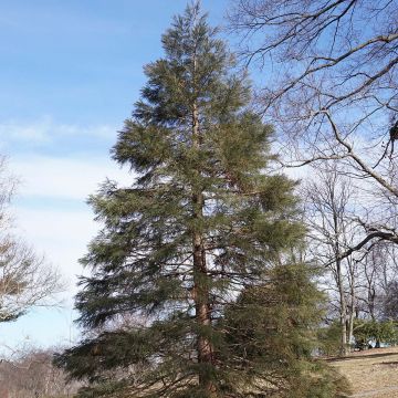 Sequoiadendron giganteum