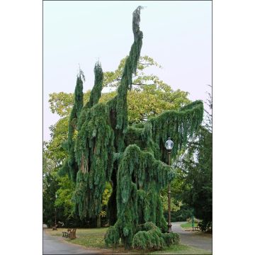 Sequoiadendron giganteum 'Pendulum'