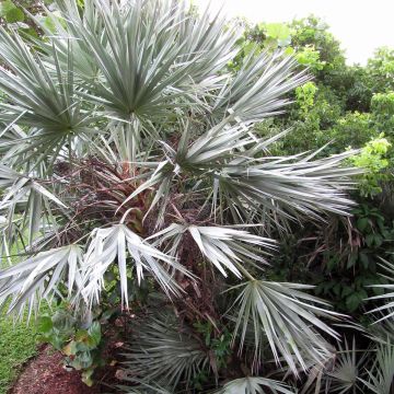 Serenoa repens Silver - Saw Palmetto