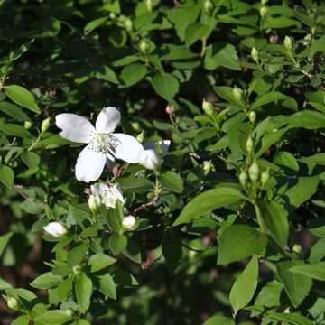 Philadelphus lemoinei Silberregen - Mock Orange