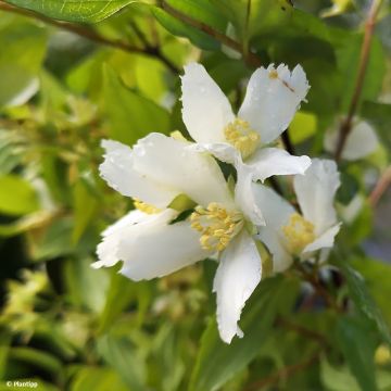 Philadelphus polyanthus Mont Blanc - Mock Orange