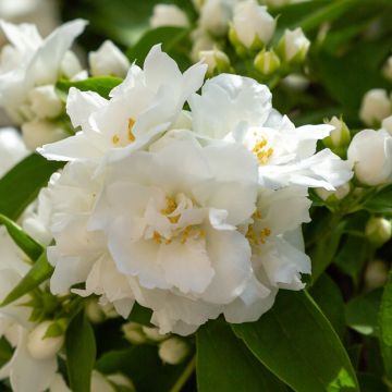 Philadelphus virginalis Mrs E.L. Robinson - Mock Orange