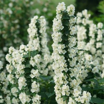 Philadelphus coronarius Illuminati Tower® ('SMNPVG') - Mock Orange