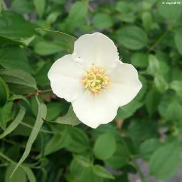 Philadelphus mexicanus - Mock Orange