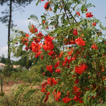 Sesbania punicea