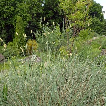 Sesleria argentea