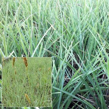 Sesleria nitida - Seslérie