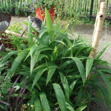 Setaria palmifolia - Herbe-palmier