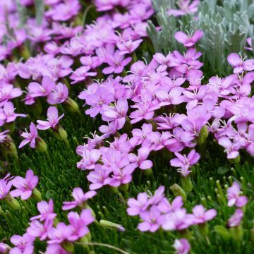 Silene acaulis