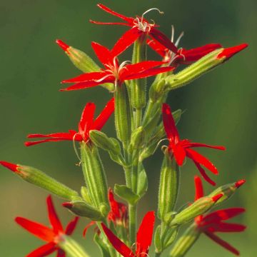 Silene regia