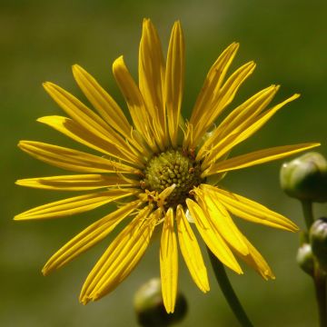 Silphium terebinthinaceum