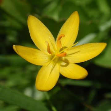 Sisyrinchium californicum