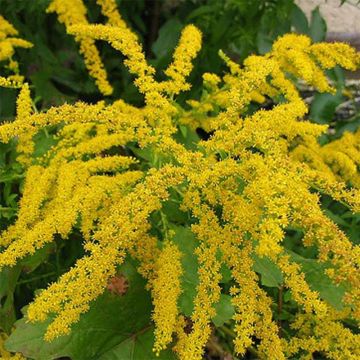 Solidago canadensis Gold King