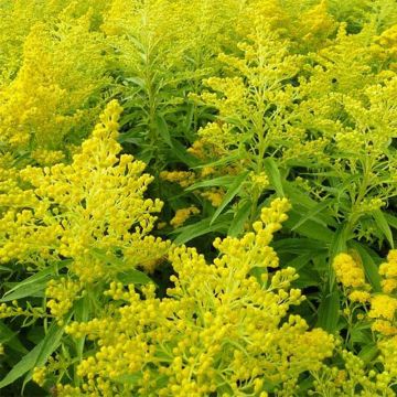 Solidago Golden Mosa - Verge d'or