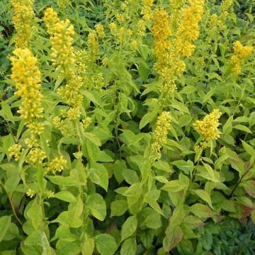 Solidago flexicaulis Variegata