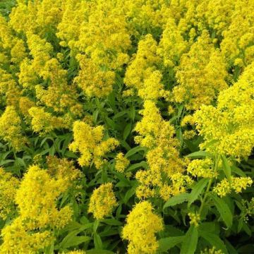 Solidago Ducky