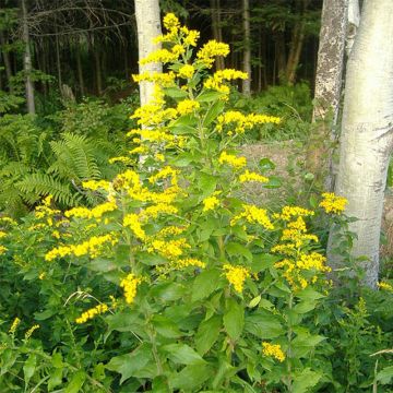 Solidago rugosa