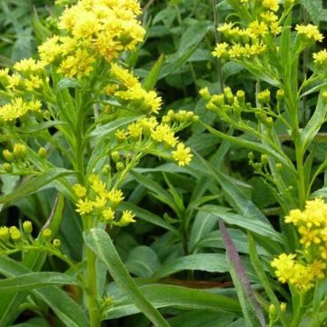 Solidago sempervirens Goldene Wellen