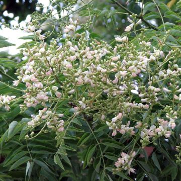 Sophora japonica