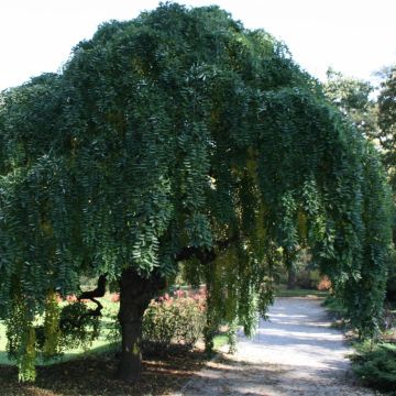 Sophora japonica Pendula