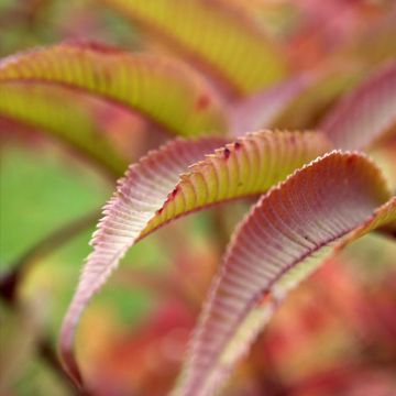 Sorbaria tomentosa subsp. angustifolia Stick & Feathers