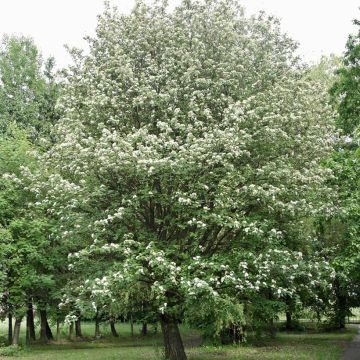 Sorbus intermedia Brouwers