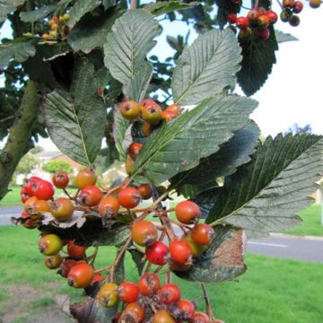 Sorbus aria Lutescens