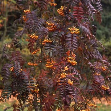 Sorbus aucuparia Autumn Spire