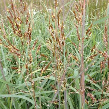 Sorghastrum nutans