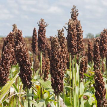 Sorghum nigrum Seeds - Ferme de Sainte Marthe Seeds