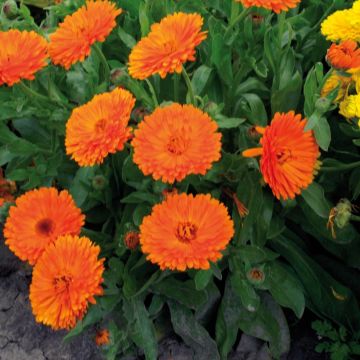 Calendula officinalis Orange Gitana - Marigold