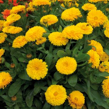 Calendula officinalis Yellow Gitana - Marigold