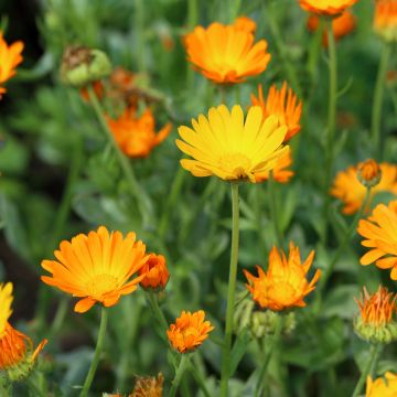 Organic Marigold - Calendula officinalis