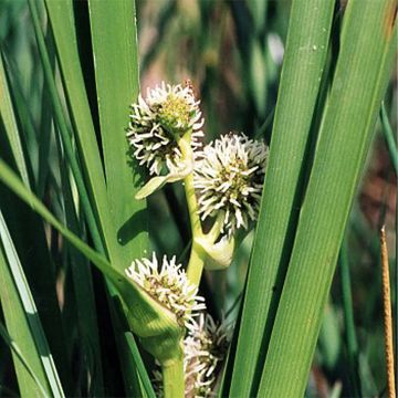 Sparganium erectum