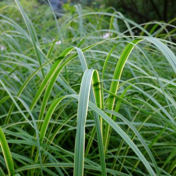 Spartina pectinata Aureomarginata