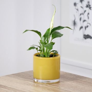 Spathiphyllum wallisii Tanni - Peace lily