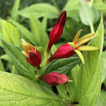 Spigelia marilandica