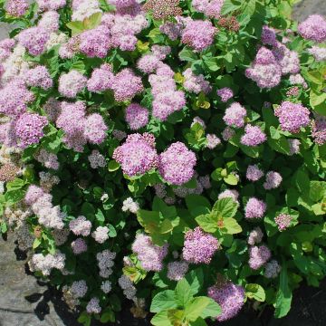 Spiraea betulifolia PINK SPARKLER  COURISPI01