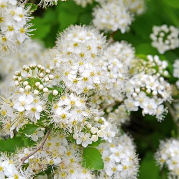 Spiraea chamaedryfolia