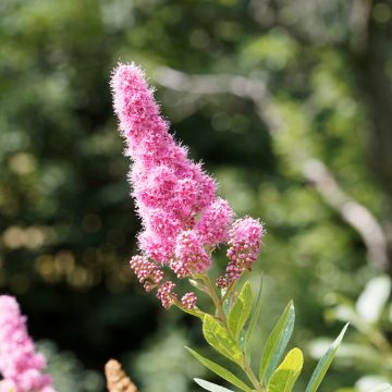 Spiraea douglasii