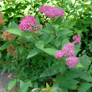 Spiraea japonica Double Play Artist