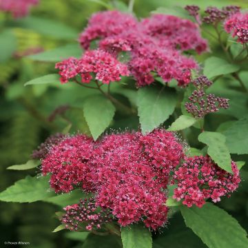 Spiraea japonica Double Play Red