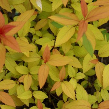 Spiraea japonica Magic Carpet