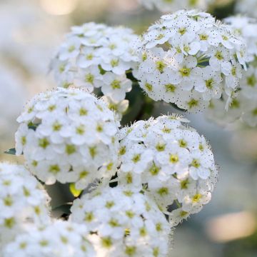 Spiraea nipponica June Bride