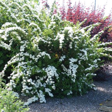 Spiraea nipponica Snowmound